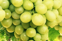 australia table grapes